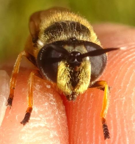 Callicera macquarti